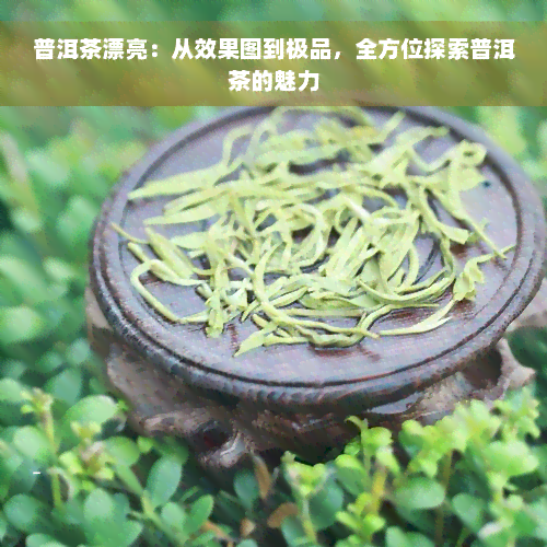 普洱茶漂亮：从效果图到极品，全方位探索普洱茶的魅力