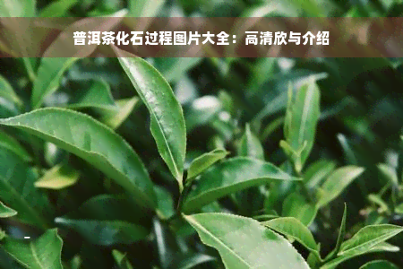 普洱茶化石过程图片大全：高清欣与介绍