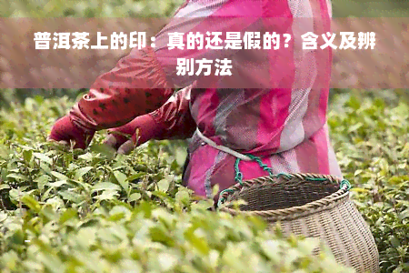 普洱茶上的印：真的还是假的？含义及辨别方法