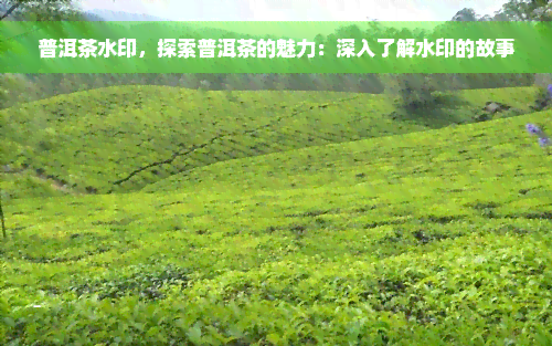 普洱茶水印，探索普洱茶的魅力：深入了解水印的故事