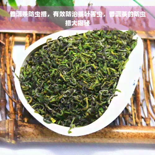 普洱茶防虫措，有效防治茶叶害虫，普洱茶的防虫措大揭秘