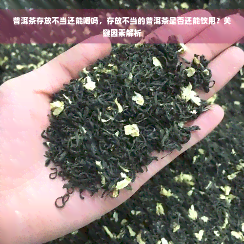 普洱茶存放不当还能喝吗，存放不当的普洱茶是否还能饮用？关键因素解析