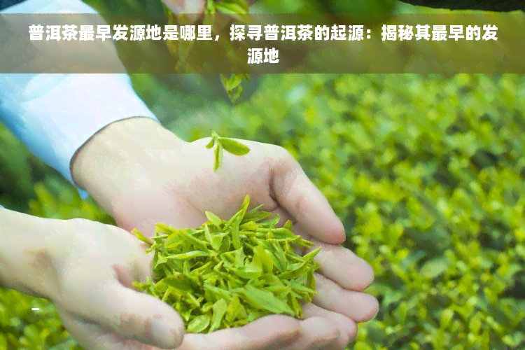 普洱茶最早发源地是哪里，探寻普洱茶的起源：揭秘其最早的发源地