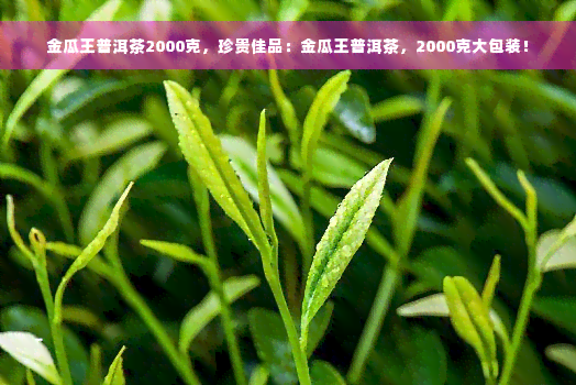 金瓜王普洱茶2000克，珍贵佳品：金瓜王普洱茶，2000克大包装！