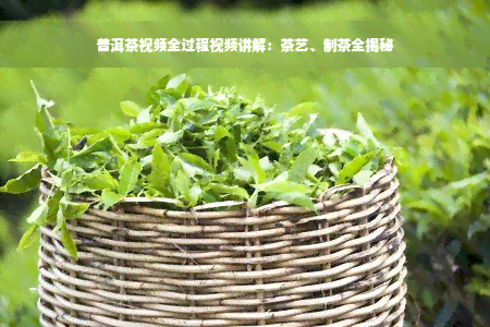 普洱茶视频全过程视频讲解：茶艺、制茶全揭秘