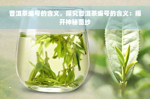 普洱茶编号的含义，探究普洱茶编号的含义：揭开神秘面纱