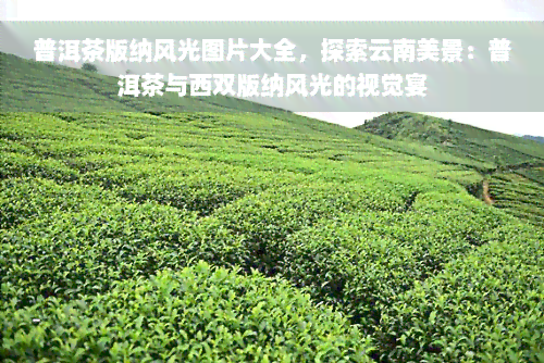 普洱茶版纳风光图片大全，探索云南美景：普洱茶与西双版纳风光的视觉宴