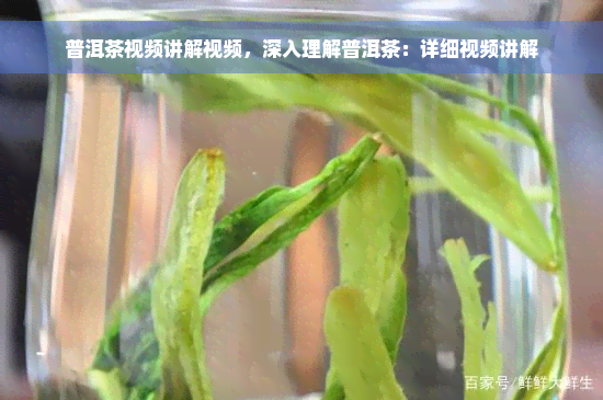 普洱茶视频讲解视频，深入理解普洱茶：详细视频讲解