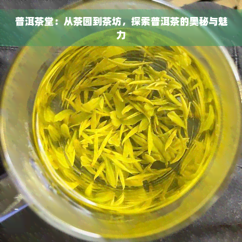 普洱茶堂：从茶园到茶坊，探索普洱茶的奥秘与魅力