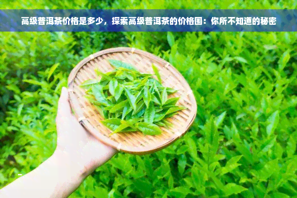 高级普洱茶价格是多少，探索高级普洱茶的价格围：你所不知道的秘密