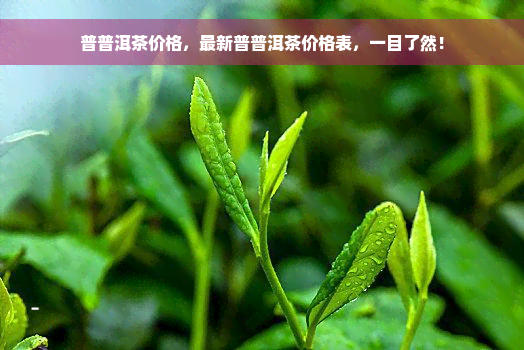 普普洱茶价格，最新普普洱茶价格表，一目了然！