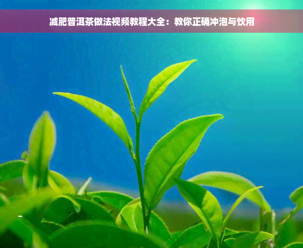 减肥普洱茶做法视频教程大全：教你正确冲泡与饮用