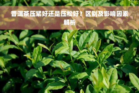 普洱茶压紧好还是压松好？区别及影响因素解析