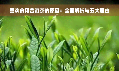 喜欢食用普洱茶的原因：全面解析与五大理由