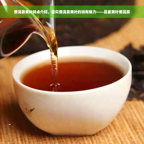 普洱茶黄叶特点介绍，探究普洱茶黄叶的特有魅力——品鉴黄叶普洱茶