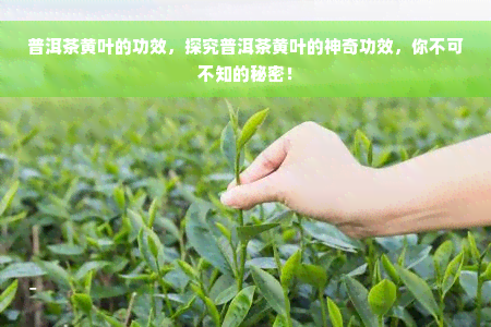 普洱茶黄叶的功效，探究普洱茶黄叶的神奇功效，你不可不知的秘密！