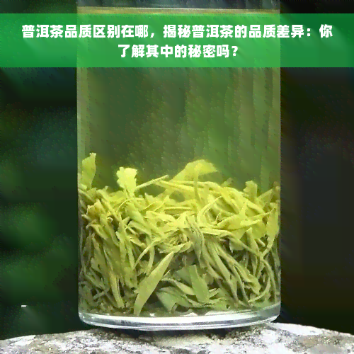 普洱茶品质区别在哪，揭秘普洱茶的品质差异：你了解其中的秘密吗？