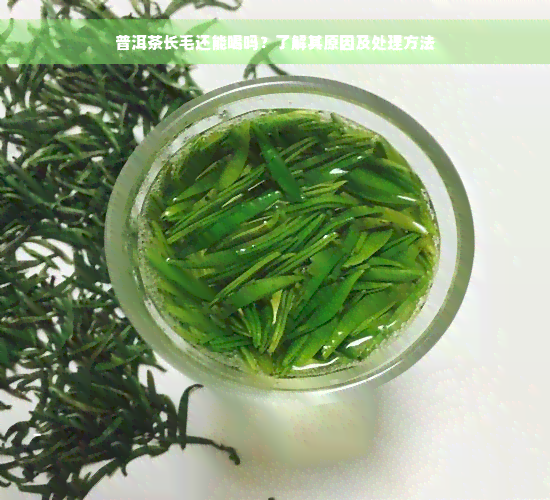 普洱茶长毛还能喝吗？了解其原因及处理方法