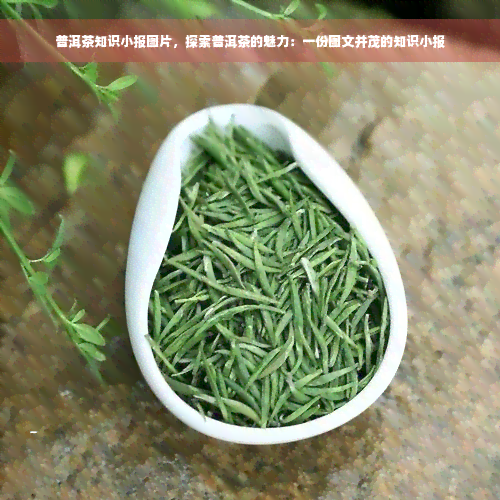 普洱茶知识小报图片，探索普洱茶的魅力：一份图文并茂的知识小报