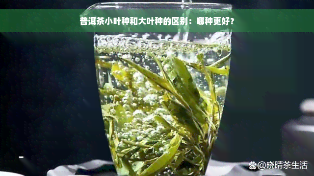 普洱茶小叶种和大叶种的区别：哪种更好？