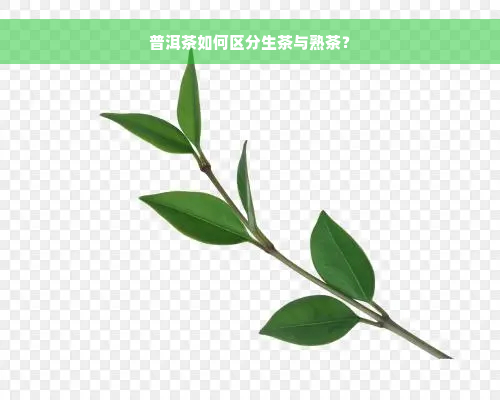 普洱茶如何区分生茶与熟茶？