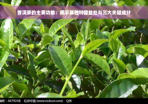 普洱茶的主要功能：揭示其独特健益处与三大关键成分