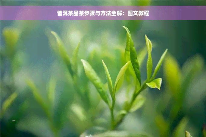 普洱茶品茶步骤与方法全解：图文教程