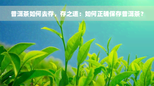 普洱茶如何去存，存之道：如何正确保存普洱茶？