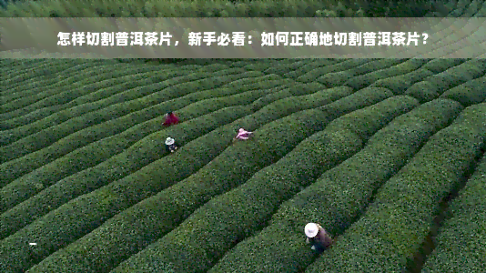 怎样切割普洱茶片，新手必看：如何正确地切割普洱茶片？