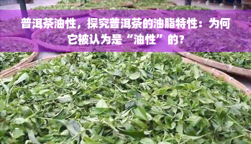 普洱茶油性，探究普洱茶的油脂特性：为何它被认为是“油性”的？