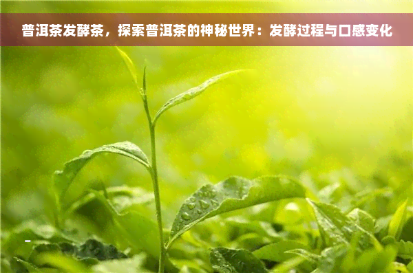 普洱茶发酵茶，探索普洱茶的神秘世界：发酵过程与口感变化