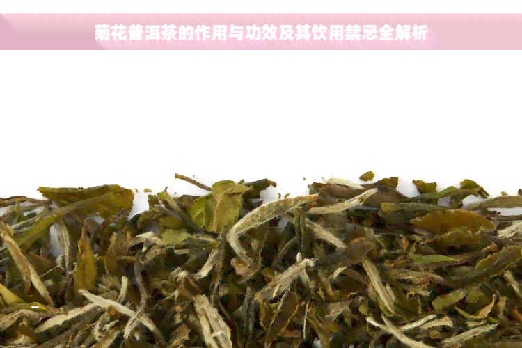 菊花普洱茶的作用与功效及其饮用禁忌全解析