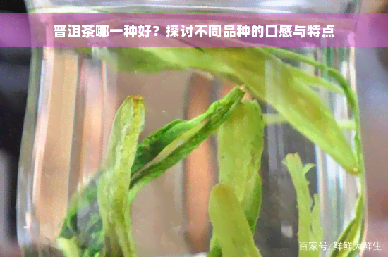 普洱茶哪一种好？探讨不同品种的口感与特点