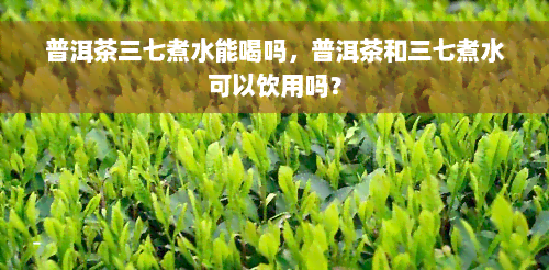 普洱茶三七煮水能喝吗，普洱茶和三七煮水可以饮用吗？