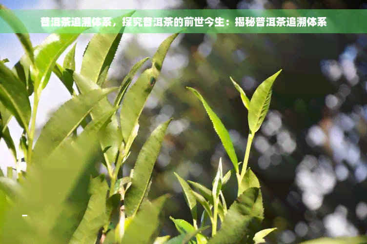 普洱茶追溯体系，探究普洱茶的前世今生：揭秘普洱茶追溯体系