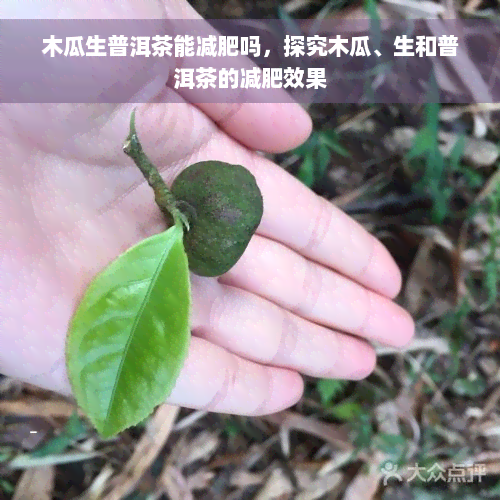 木瓜生普洱茶能减肥吗，探究木瓜、生和普洱茶的减肥效果