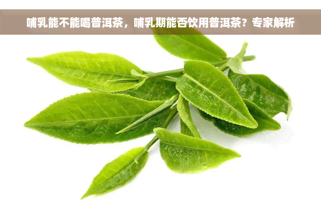 哺乳能不能喝普洱茶，哺乳期能否饮用普洱茶？专家解析