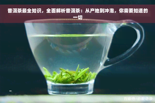 普洱茶最全知识，全面解析普洱茶：从产地到冲泡，你需要知道的一切