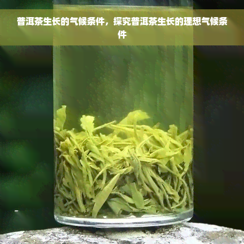 普洱茶生长的气候条件，探究普洱茶生长的理想气候条件