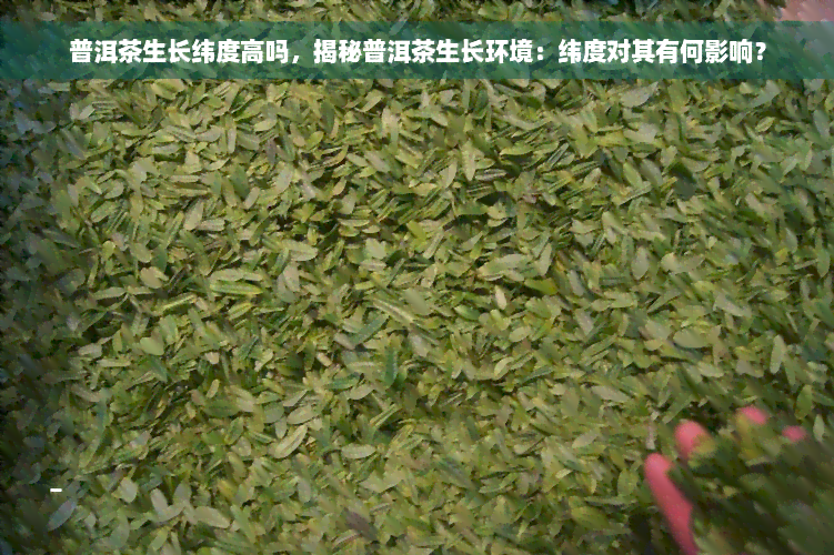 普洱茶生长纬度高吗，揭秘普洱茶生长环境：纬度对其有何影响？