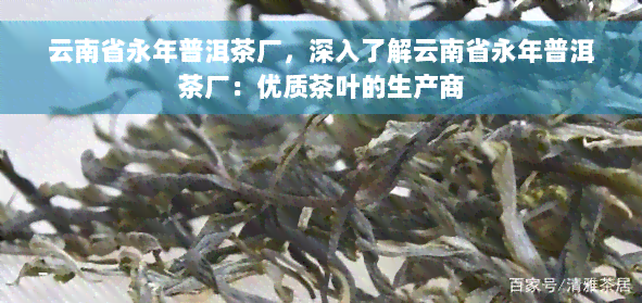 云南省永年普洱茶厂，深入了解云南省永年普洱茶厂：优质茶叶的生产商