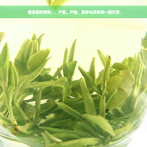 普洱茶的顶级：、产区、产地、品种与顶级茶一网打尽