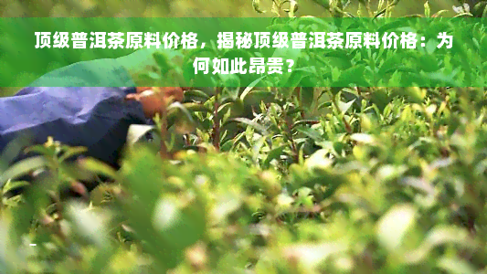 顶级普洱茶原料价格，揭秘顶级普洱茶原料价格：为何如此昂贵？