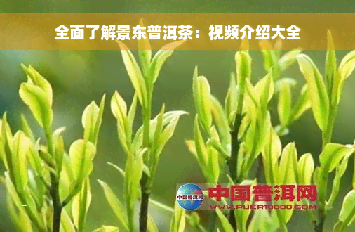 全面了解景东普洱茶：视频介绍大全