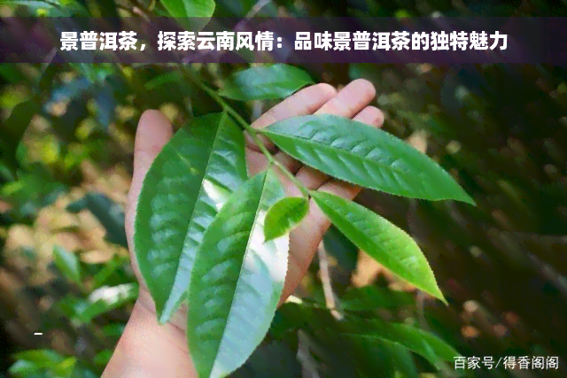 景普洱茶，探索云南风情：品味景普洱茶的独特魅力