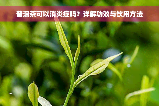 普洱茶可以消炎症吗？详解功效与饮用方法