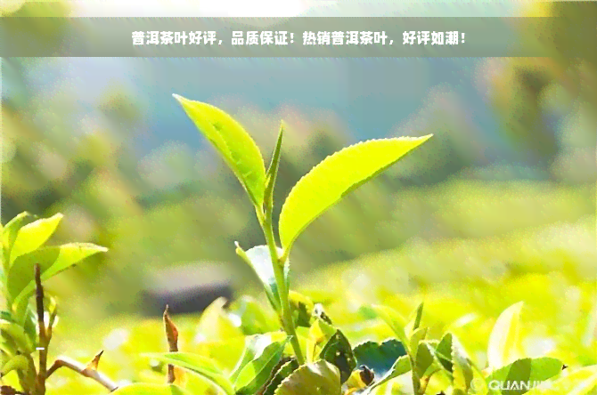 普洱茶叶好评，品质保证！热销普洱茶叶，好评如潮！