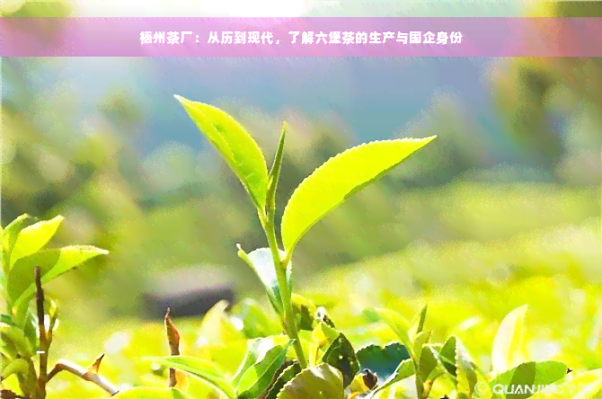 梧州茶厂：从历到现代，了解六堡茶的生产与国企身份