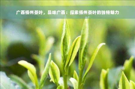 广西梧州茶叶，品味广西：探索梧州茶叶的独特魅力