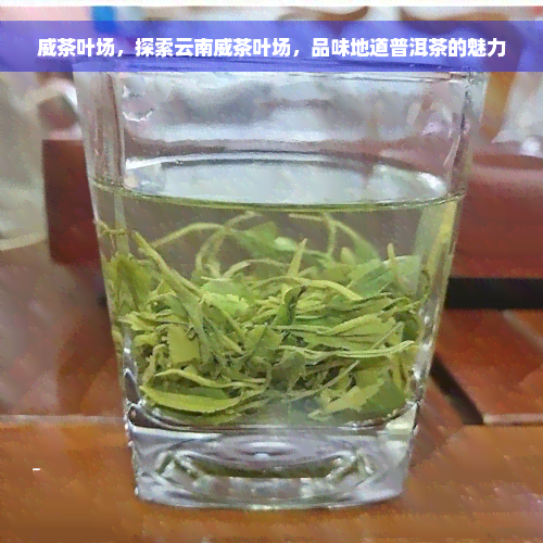 威茶叶场，探索云南威茶叶场，品味地道普洱茶的魅力